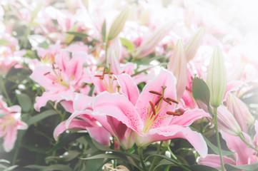 flowers lilly in the garden vintage style flowers background