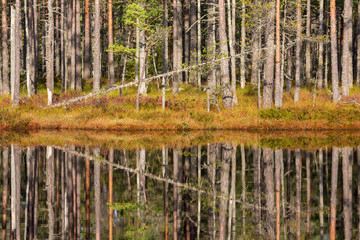 Pine forest with reflections in the water