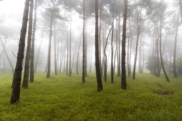 Obraz premium Foggy forest in Cap Frehel