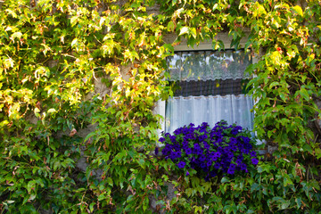 Naklejka na ściany i meble A house covered with plants outside at the wall, only leaving space for the window and blue flowers in front of it at a sunny day with sunlight. Example of eco lifestyle housing in the palatine region