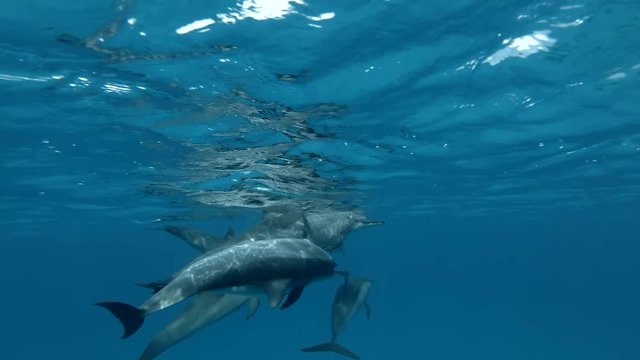 Group of dolphins playing in the blue water in mating season (Spinner Dolphin, Stenella longirostris) Close-up, Underwater shot, 4K / 60fps

