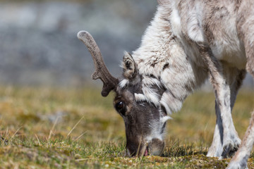 side view Svalbard reindeer (rangifer tarandus platyrhynchus) browsing in summer tundra