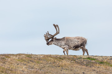 Svalbard reindeer (rangifer tarandus platyrhynchus) walking on grassland