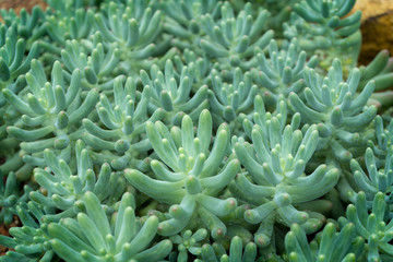 Cactus, Cactus thorns, Close up thorns of cactus, Cactus Background