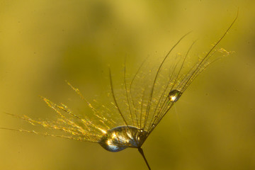 Drop of dew in a Tragopogons parachute