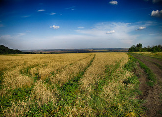 Golden field under the blue sky