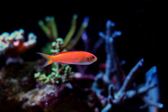 Ignitus Anthias
(Pseudanthias ignitus)