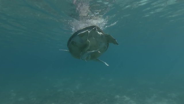 Green sea turtle swim to the surface of the water, makes how much breaths and dives to the bottom (Chelonia mydas) Underwater shot, 4K / 60fps

