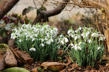Schneegl&ouml;ckchen