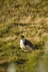 Masked Lapwing Bird