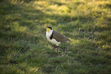 Masked Lapwing Bird