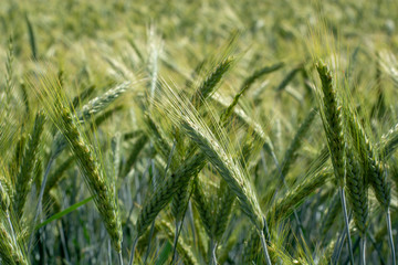 immature wheat ears, green wheat fields