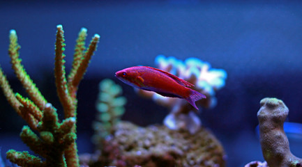 Reef safe flasher wrasse in saltwater coral reef aquarium tank