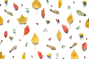 Autumn Pattern With Colorful Leaves