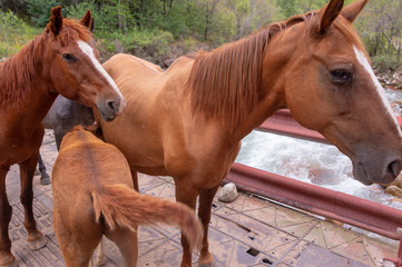 a herd of horses on a bridge by the river