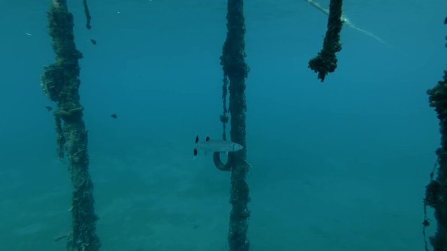 Great Barracuda Sphyraena barracuda stands under the pier. Red sea, Marsa Alam, Egypt (Underwater shot, 4K / 60fps)
