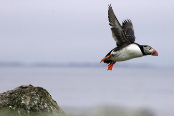 Puffin fly