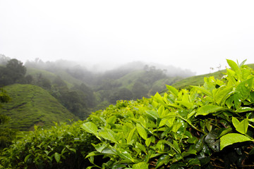 Scenery of a tea farm plantation in Malaysia, South East Asia in the Cameron Highlands on a foggy morning. The fresh, organic and green tea leafs are used for green and black tea production.
