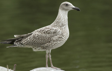 Herring gull