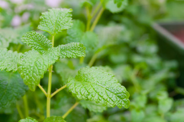 Close up view of a green Melissa leaves (shallow depth of field, bokeh)