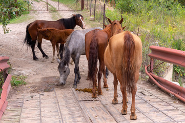 a herd of horses on a bridge by the river