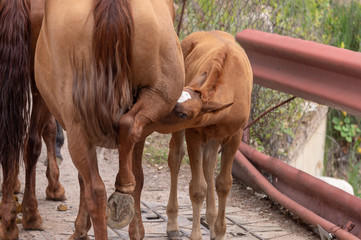 a herd of horses on a bridge by the river