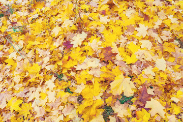 Yellow fallen leaves lie on the ground (texture, background)