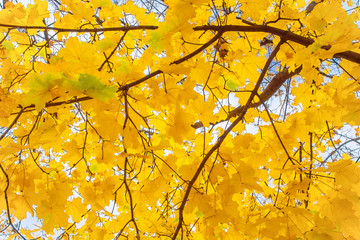 Yellow autumn foliage on a tree as background, texture