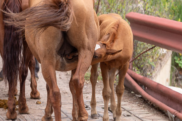 a herd of horses on a bridge by the river