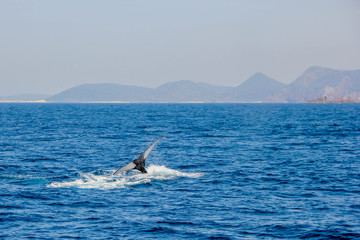 Fototapeta premium Whale fin coming out of the water of a big whale in front of the coastline of Port Stephens, Australia