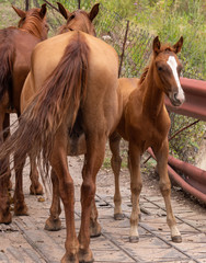 a herd of horses on a bridge by the river