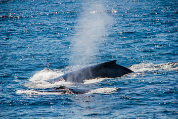 Whale watching in front of Port Stephens, Australia. A mother with her baby whale child