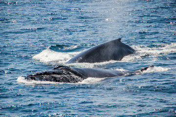 Whale watching in front of Port Stephens, Australia. A mother with her baby whale child © Little Adventures