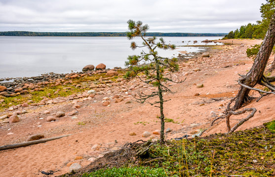 The shore of the Gulf of Finland on a cloudy autumn day. Rocks on the Bay.