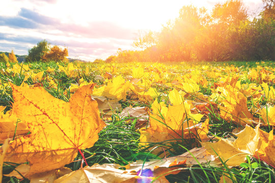 View of the fallen yellow leaves on grass on a background of sunset