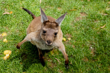 Young kangaroo looking up and eating leafs on green grass