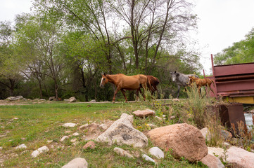 a herd of horses on a bridge by the river