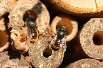 Gehörnte Mauerbiene