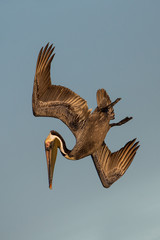 Brown pelican in flight (Pelecanus occidentalis), Estero Lagoon, Florida