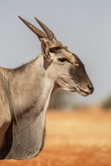 Common eland portrait (Taurotragus oryx), Etosha National Park, Namibia