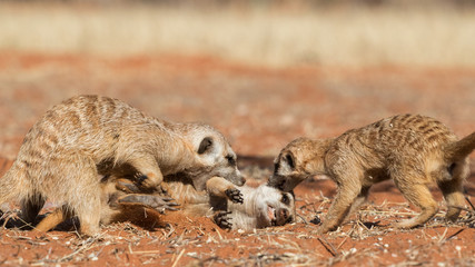 Meerkats playing on the sand (Suricata suricatta), Kalahari desert, Namibia
