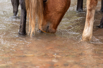 horse came to the river to drink water