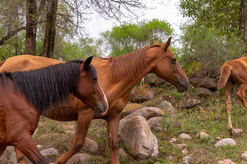 a herd of horses in nature