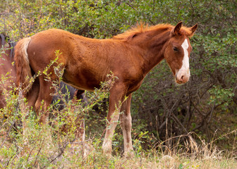 Fototapeta premium a herd of horses in nature