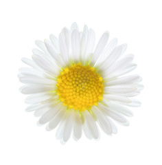 Close-up of small daisy flower (Bellis Perennis ) isolated on white background.