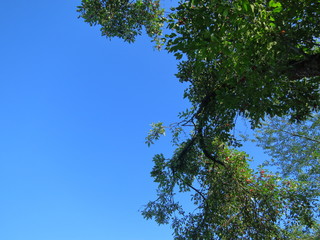 Branches of trees on a background of a hollow sky background for a kitchen