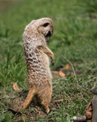 funny meerkat 
