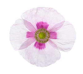 Poppy flower isolated on white background. Papaver somniferum (opium poppy)