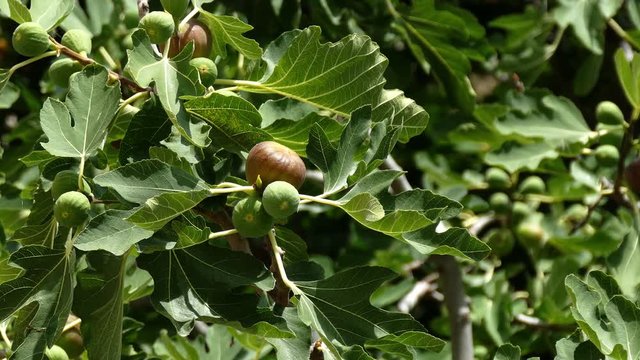Ripe and green Common fig fruits on a fig tree