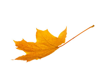 Autumn maple leaf isolated on white background..